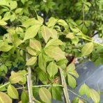 Bršlen krídlatý (Euonymus Alatus) - výška 230-250 cm, kont. C70L - VIACKMENNÝ